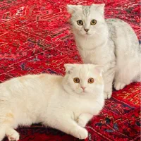 گربه ی اسکاتیش