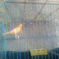 فروش قناری ماده