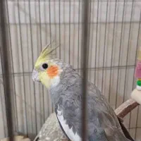 عروس هلندی|پرنده|تهران, عبدل‌آباد|دیوار