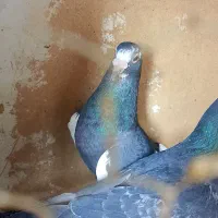 نرمگس‌|پرنده|هامون, |دیوار