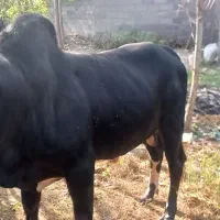 گاو نر ورزا گوشتی