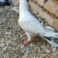 پلاکی بهبهونی|پرنده|مرودشت, بیست متری بیمارستان|دیوار