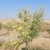 فروش باغ ۴جریب واقع درمنطقه وردشت فتح آباد سمیرم|فروش خانه و ویلا|وردشت, |دیوار