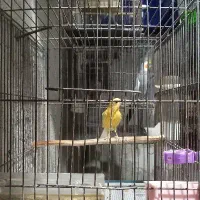 دوعدد قناری نر بالغ|پرنده|رشت, معلولین|دیوار