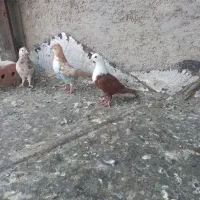 جوجه نر کربلایی  و دوتا جوانه پرشی گرفتنی