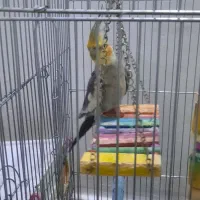 دو عروس هلندی دستی و سخنگو|پرنده|اسلام‌شهر, شهرک امام حسین (میان آباد)|دیوار