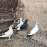 ۵عددکبوترفروشی