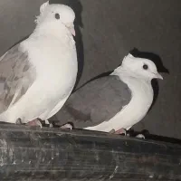 کبوتر