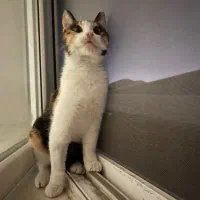 عسل دختر بغلی و مهربون|گربه|رشت, منظریه|دیوار