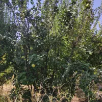 385متر-کلنگی-معلم-جنوبی-چهار-طبقه-پروانه