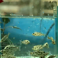 ماهی سیچلاید آفریقایی|ماهی|تهران, جوادیه تهرانپارس|دیوار