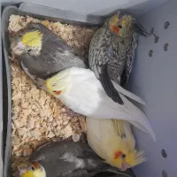 جوجه عروس هلندی