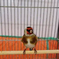 سهره نر طوق دار بخون|پرنده|تهران, والفجر (افسریه)|دیوار