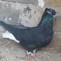 کفتر زیل دم سفید