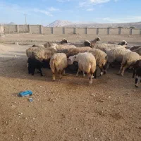 ۶۵راس شیشک و میش دورگ بختیاری بره دار|حیوانات مزرعه|کازرون, |دیوار