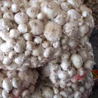 پیازسفیددرشتوتمیزپیازهایریزجداشده