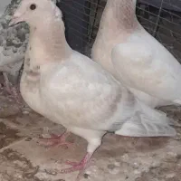 سار مامی سار موشی