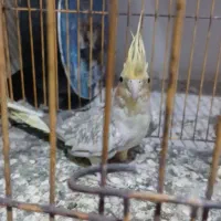 عروس‌هلندی