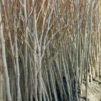 چنار|گل و گیاه طبیعی|مشهد, مشهدقلی|دیوار