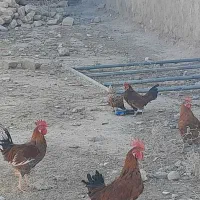 مرغ خروس مینیاتوری