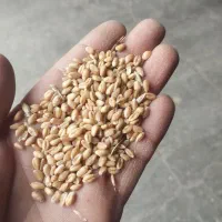 گندم دامی و دیم