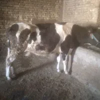 گاو  و گوساله