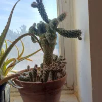 گل کاکتوس فروشی|گل و گیاه طبیعی|شاهرود, |دیوار