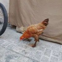 سه تا مرغ پرپا امپراتور