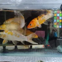 ماهی آکواریوم کوی نژاد دار