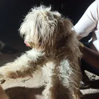 سگ پشمالو بازیگوش