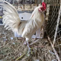 فروش ۳ مرغ و یک خروس گلین