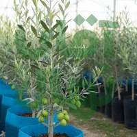 انار باغی انتخابی پرسود برای مناطق گرم و نیمهگرم|خدمات باغبانی و درختکاری|الیگودرز, |دیوار