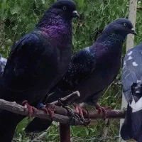 کفترهای پرشی