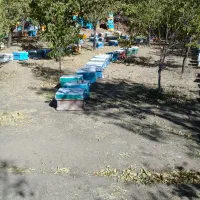 کندوی زنبور عسل