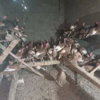 بوقلمون محلی کاملا ارگانیک