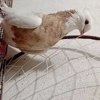 کبوتر رنگی دمبی طوقی عروس هلندی مرغ عشق فنچ قناری|پرنده|دهدشت, |دیوار