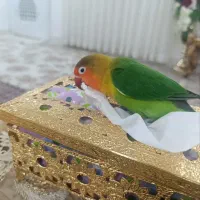 طوطی  کوتوله