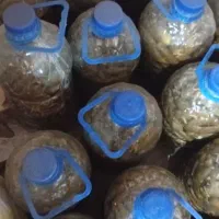 خیارشور نول