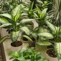 گل و گیاه|گل و گیاه طبیعی|درودزن, |دیوار