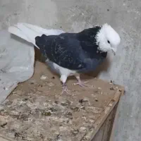 پیداشده پرنده کفتر|حیوانات|پاکدشت, پاکدشت (مامازند)|دیوار