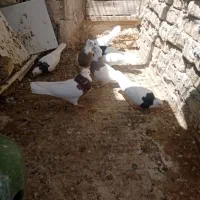 کبوتر طوقی و پرشی