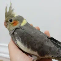 عروس هلندی
