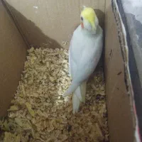 جوجه عروس سرلاکی