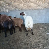 سلام فروش بره همو هترو وقوچ هترو لخت