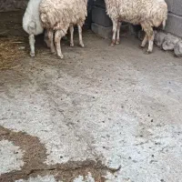 بره|حیوانات مزرعه|بندرعباس, |دیوار