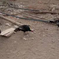 بوقلون محلی|حیوانات مزرعه|زهک, |دیوار