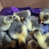 جوجه غاز یک هفته ای