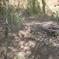 سگ قدرجونی سرابی