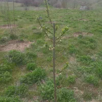 فروش باغ بر جاده میرزانق|فروش زمین و ملک کلنگی|عنبران, |دیوار