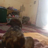 فروش کفتر سی نه پر ستوی